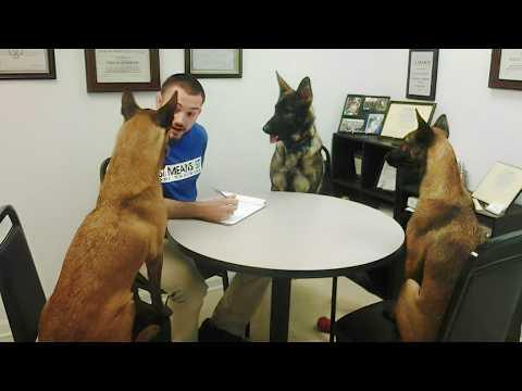 Belgian Malinois Fails at Being a Police Dog #Video