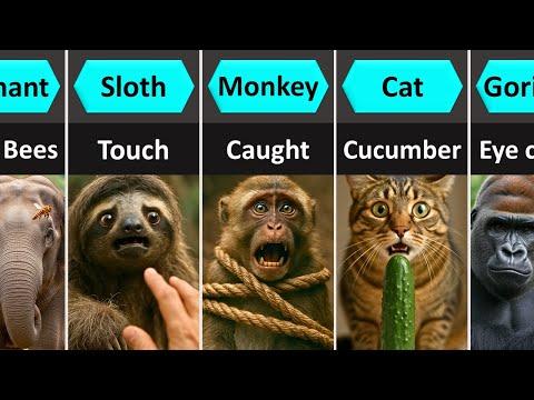 Animals and Their Worst Fear #Video