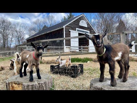 Crazy Cute Goat Kids Let Loose! #Video