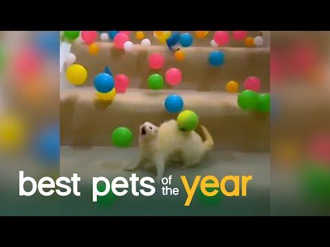 Top 20 Exotic Pets Video | Best Pets Of The Year 2020