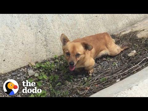 Woman Changes The Life Of Every Dog She Meets #Video