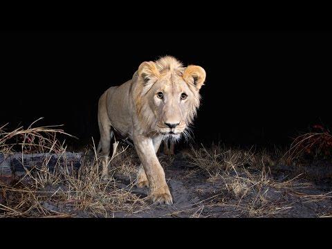 Hidden Camera-trap Captures Rare Pictures Of Elusive African Animals
