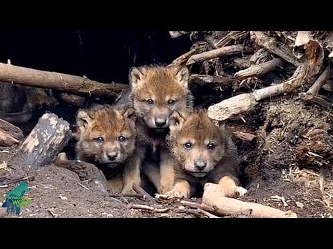 Amazing moment: researchers stumble across wolf pups in a massive beaver lodge #Video