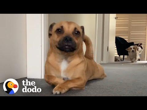 This Dog Scoots And 'Sploots' Every Morning #Video