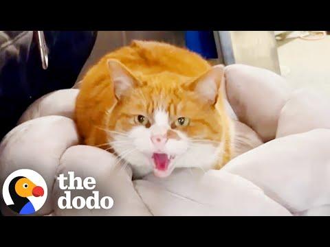 Vicious Outdoor Cat Turns Out To Be 10000% Perfect #Video