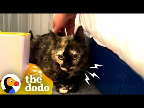 Pregnant Feral Cat Won't Let Anyone Near Her