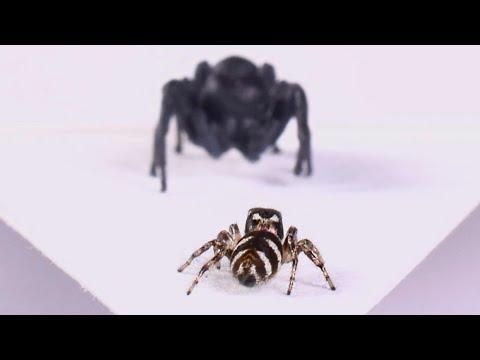 A Spider with Arachnophobia. Your Daily Dose Of Internet. #Video
