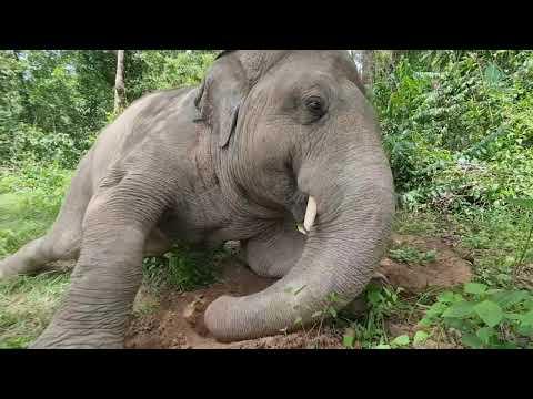 Kaavan Male Elephant Sleeping In The Jungle  - ElephantNews #Video