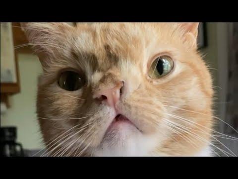 I adopted a judgmental cat. Here's what happened. #Video