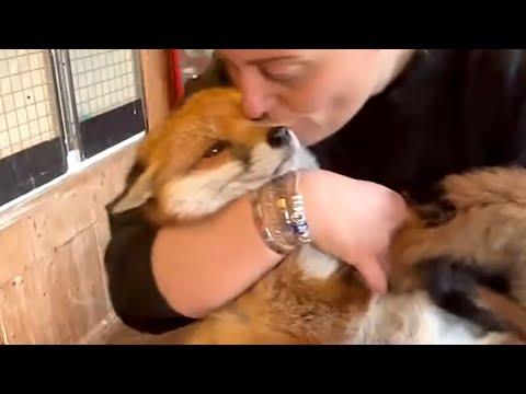 Rescue fox loves to snuggle with teddy bear #Video