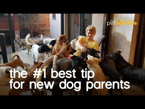 The #1 Best Dog Training Tips for Beginners Video