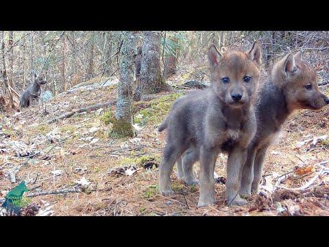 First-look at the wolf pups of the Vermilion River Pack #Video