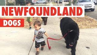 Newfoundland Dogs Compilation | Breed All About It
