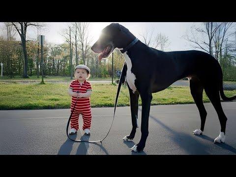 The Cutest GIANT Dog and a TINY Baby Walking Together #Video