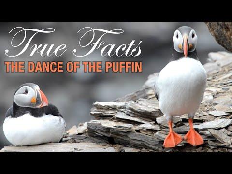 Mating Dance of the Puffin