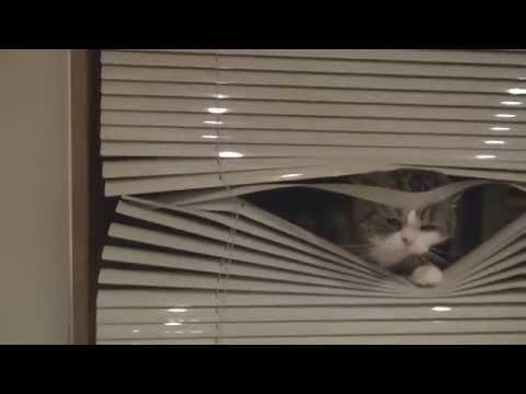 Window Shade And Maru The Cat