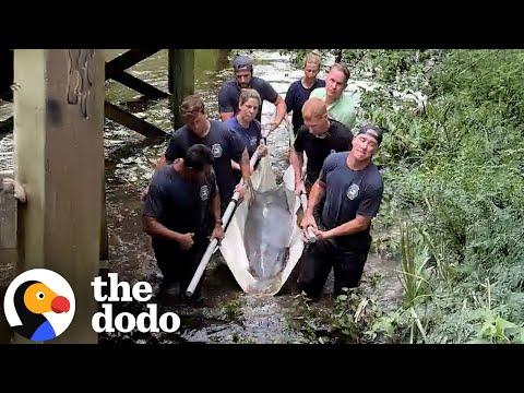 People Rescue 500-Pound Dolphin Stranded Miles Away From Ocean #Video