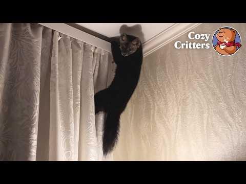 She Rescued This Wild Animal and Discovered Its Chaotic Side #Video