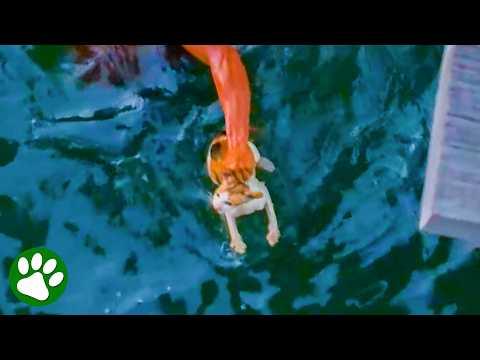 I couldn't leave her behind: The rescue that saved a kitten's life #Video