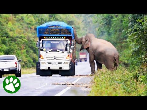 Kind trucker stops for hungry elephant #Video