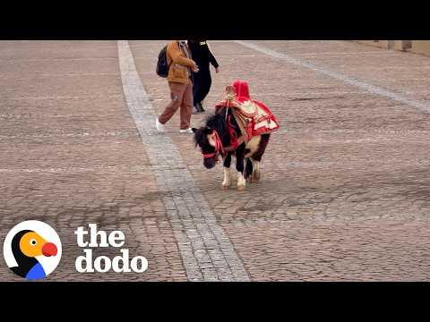 Pregnant Pony Is Rescued Just In Time Thanks To A Viral Video | The Dodo