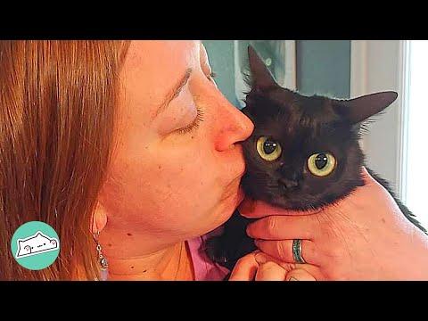 Cat Looks Like a Cartoon Character and Won’t Listen Anyone #video