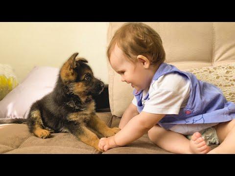 Cute Baby Meets a German Shepherd Puppy for the First Time! Video.