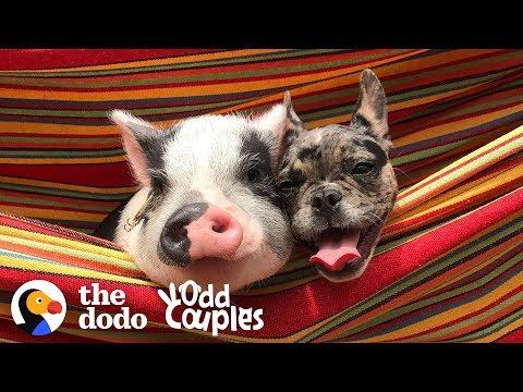 Dog And Pig Are The Cutest, Closest Brothers Ever