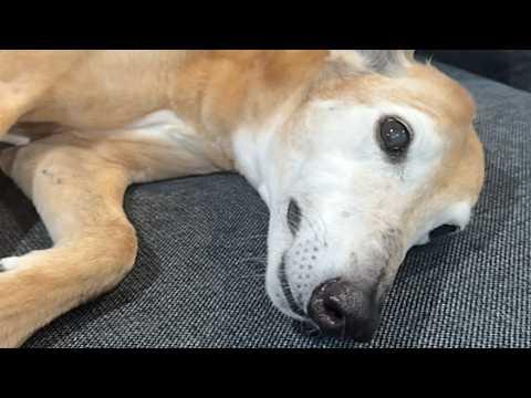 Greyhound purrs like cat when touched #Video