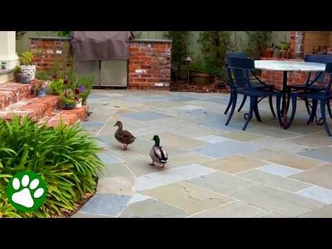 Rescue duck returns home with new boyfriend #Video