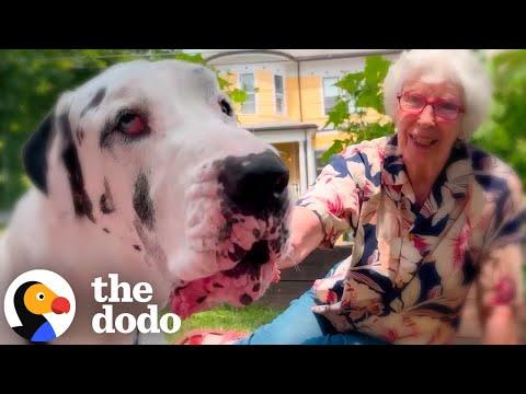 Great Dane Meets A Grandma In The Woods And They Become BFFs #Video