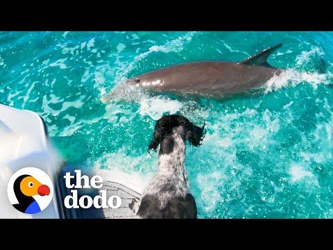 Wild Dolphin Loves Playing Tag With His Favorite Dog #Video