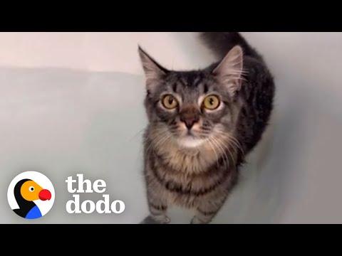 Woman Throws A 'Rave Bath' For Her Cat Who Loves Bath Time #Video