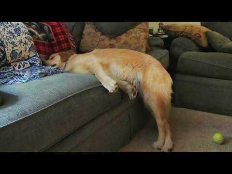 When Playtime Drains All Dog Energy #Video