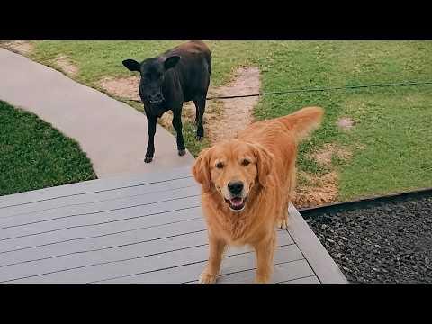 Dogs Doing the Funniest Things Imaginable #Video