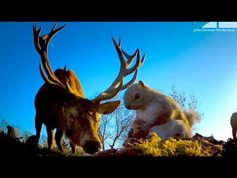 Robot Spy Squirrel Gets Caught In A Stag Fight...Will He Survive? #Video