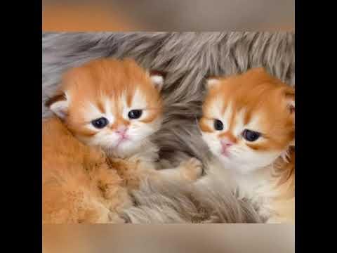 Little Cute Kitten Nuggets #Video