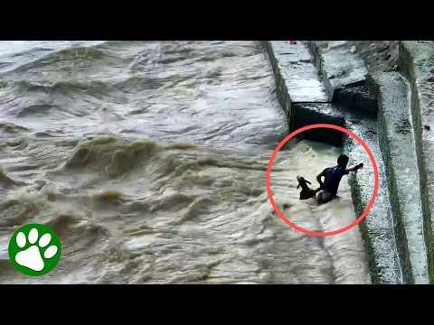 Heroic young man risks his life to save a baby calf #Video