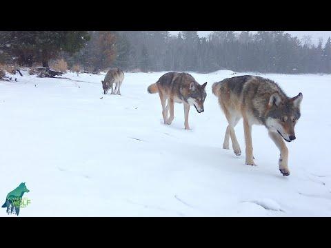 The Nashata Pack traveling along the lakeshore in a snowstorm #Video