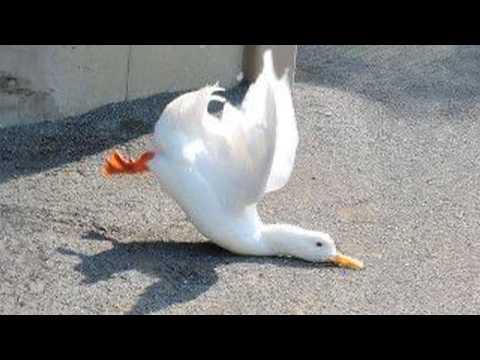 HOLD YOUR LAUGH IF YOU CAN with these FARM ANIMALS! #Video