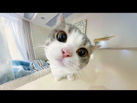 Cats Born With Cuteness DNA | Funny Cats Videos 2025