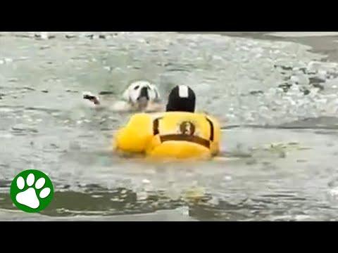 Firefighter braves icy pond to save dog #Video