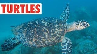 Terrific Turtles Compilation | Shell Bois!