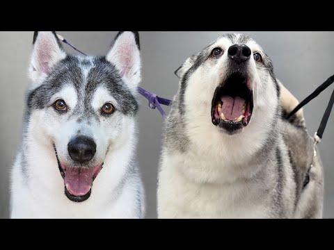 This Might Be The Huskiest Husky That Ever Huskied #Video