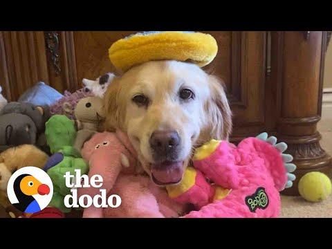 Golden Retriever Rescued From Puppy Mill Treats Her First Toy Like A Baby #Video