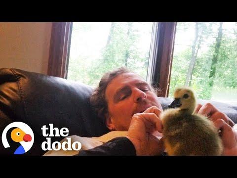 Man Raises Baby Goose And Even Teaches Her How To Fly #Video