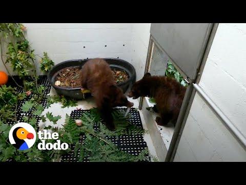Bear Cub Brothers Separated For Months Can't Stop Hugging Each Other #Video
