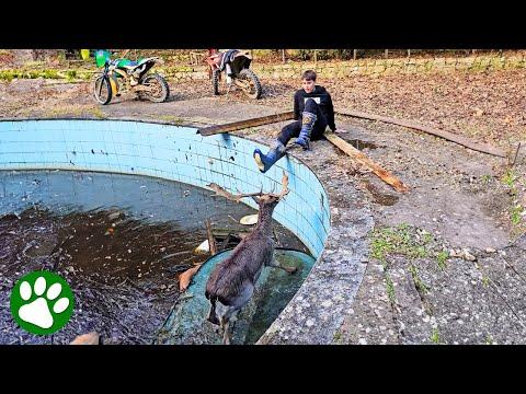 Kind Men Builds Springboard For Trapped Deer #Video