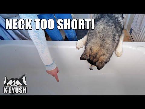 Tried to SHOWER My Husky For The First Time Video! Knocks Camera Flying!