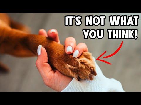 If Your Dog Puts Their Paw on You, THIS Is What They’re Saying! #Video